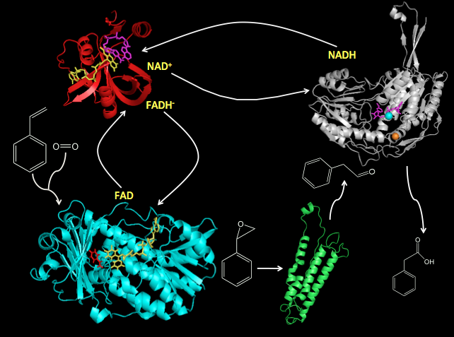 Mechanism Structure and Engineering of Styrene Catabolic Enzymes