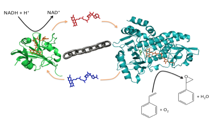 structure styrene monooxygenase 