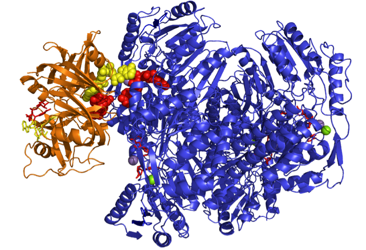 protein structure