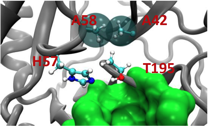 protease site with two alanines