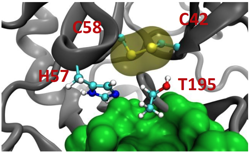 protease site with disulfide