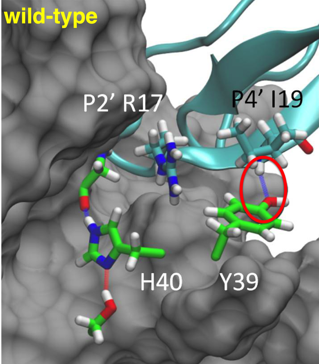 Wild-type trypsin