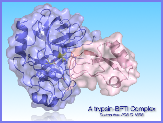 Trypsin BTI-Complex Illustration