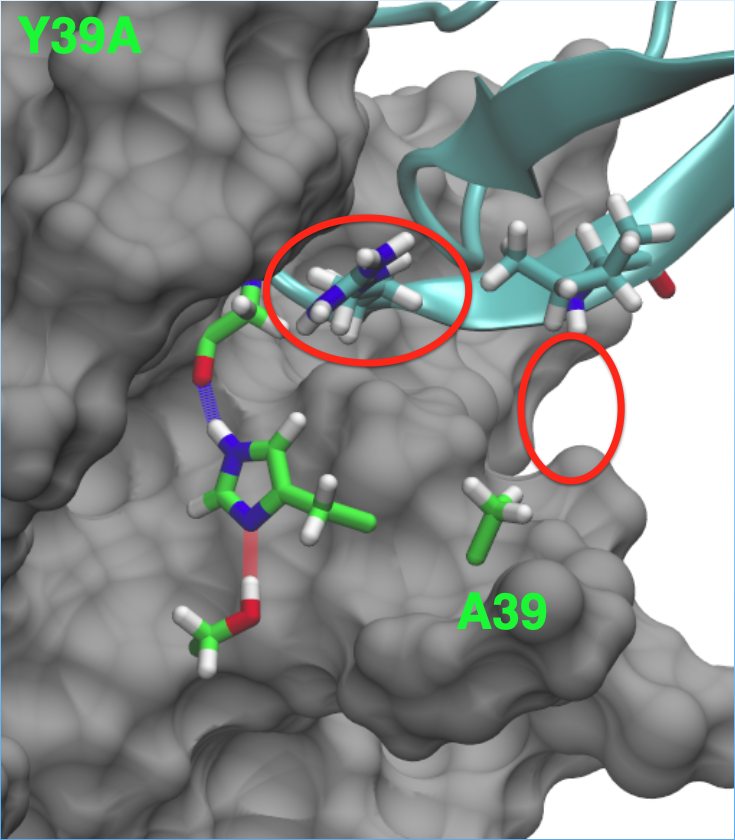 Y39A substitution